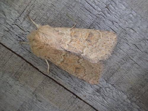 Réf. 300 848 : Orthosia miniosa